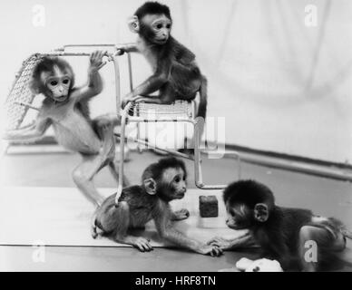 monkey maternal deprivation experiments