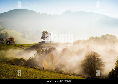 Solitary oak, English oak (Quercus robur) in autumn fog, Freiburg im Breisgau, Black Forest, Baden-Württemberg, Germany Stock Photo