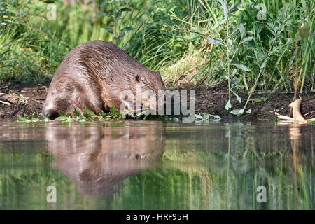 European beaver (Castor fiber) feeding in the water, near Grimma, Saxony, Germany Stock Photo