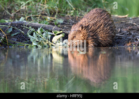 European beaver (Castor fiber) feeding the water, near Grimma, Saxony, Germany Stock Photo