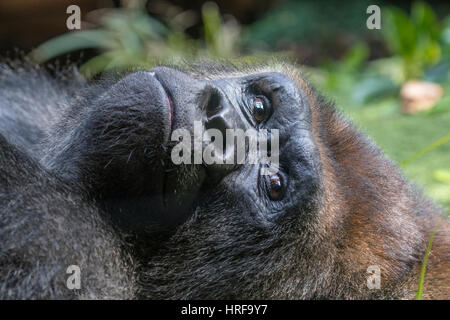 Lowland Gorilla (Gorilla gorilla) lying on the floor, portrait, captive, Puerto de la Cruz, Tenerife, Canary Islands, Spain Stock Photo