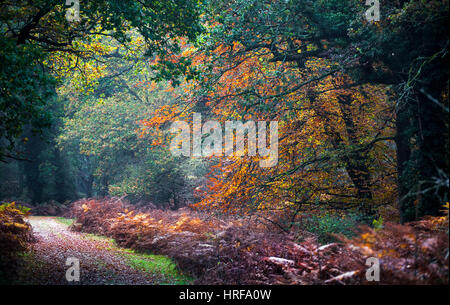 Light shining through the trees onto a track leading through The New Forest National Park Stock Photo