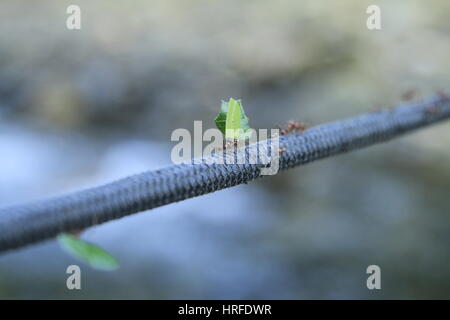 Ants on a Rope, Colombia Stock Photo