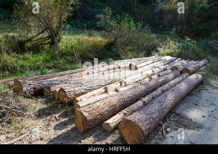 Line of cut down tree logs in forest Stock Photo