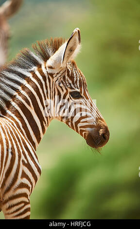 Posing young zebra Stock Photo