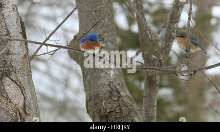 Eastern Bluebirds Male and Female perching in Flowering Dogwood Tree