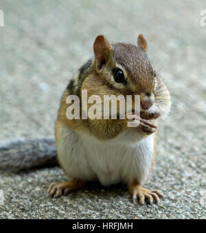 Close-up of Eastern chipmunk (Tamias striatus) stuffing its cheeks with nuts Stock Photo