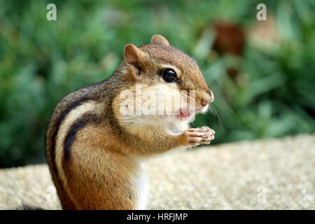 Close-up of Eastern chipmunk (Tamias striatus) stuffing its cheeks with nuts, mouth open Stock Photo