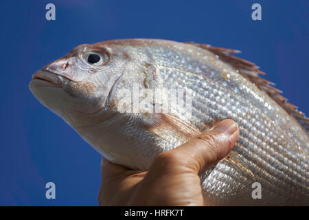 Hand holding a freshly caught snapper - New Zealand Stock Photo