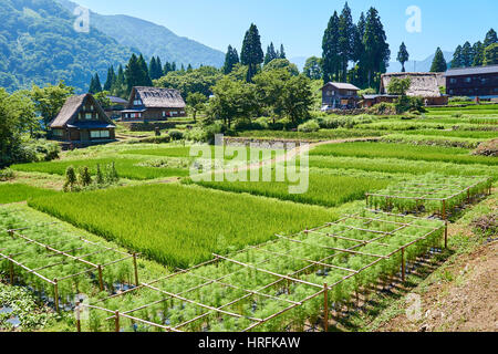 Ainokura village in the Japanese mountains - rice paddies and an old Gassho style farm houses Stock Photo