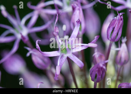 Macro photo of alium flowers. selective focus macro shot with shallow DOF. Stock Photo
