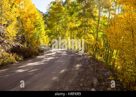 A dirt road leading to Keebler Pass, Colorado passes through many aspen trees turning yellow and orange in fall. Stock Photo
