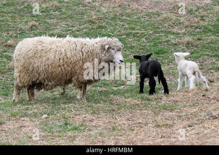 A mother sheep in a pasture with her twin lambs.  One is black and one is white. Stock Photo