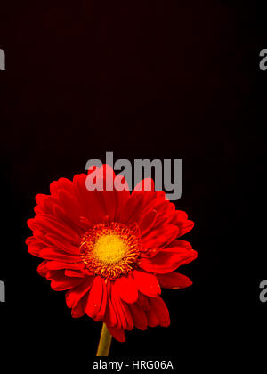 colorful daisy close up with copy space Stock Photo