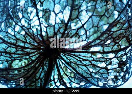 Intricate detail of physalis husk showing leaf skeleton as abstract pattern Stock Photo