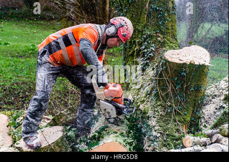 Professional Tree Surgeon cuts down a rotten tree in a domestic garden using a chainsaw in Ballydehob, West Cork, Ireland. Stock Photo