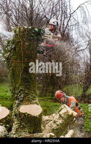 Professional Tree Surgeon cuts down a rotten tree in a domestic garden in Ballydehob, West Cork, Ireland. Stock Photo