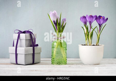 Gift boxes  and crocus in vases on blue background Stock Photo
