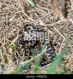 Cornwall, UK. 2nd Mar, 2017. Todays sunny conditions in Cornwall brought some adders out along the Cornish Coast near Rinsey to bask in the sunshine. The adder is the UK's only venomous snake. Latin name: Vipera berus Credit: Bob Sharples/Alamy Live News Stock Photo