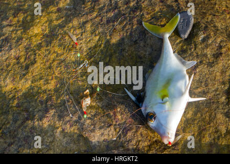 Fishing in India. This triggerfish caught on clam meat, picked up on beach. Kerala and Goa Stock Photo