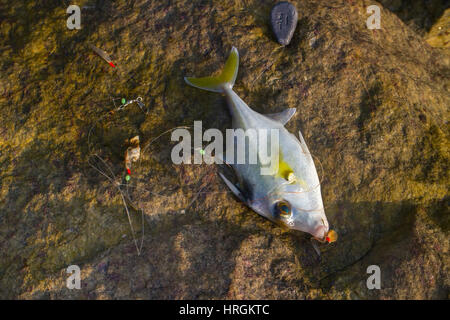 Fishing in India. This triggerfish caught on clam meat, picked up on beach. Kerala and Goa Stock Photo