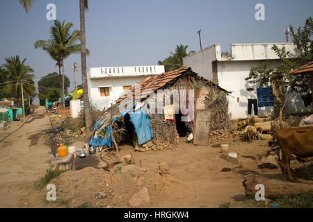 Poor Indian household (farm) 8. Cattle, house. Andhra Pradesh, Anantapur Stock Photo