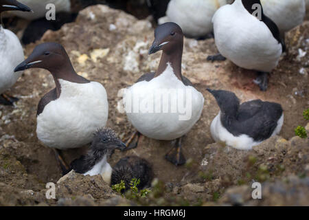 Thick-billed murres (guillemots) with grown Chicks (10 days before descent to the sea) Stock Photo