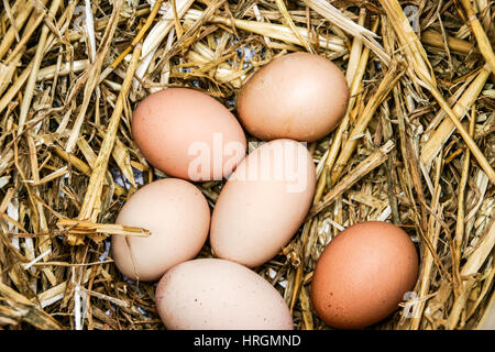 Freshly laid eggs laid in chicken hutch Stock Photo
