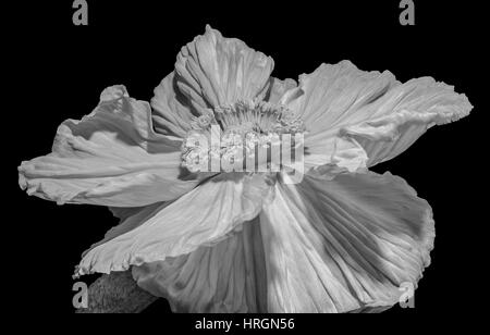 White satin/silk poppy blossom macro portrait,black background,fine art floral still life monochrome bloom,detailed texture,surrealistic vintage style Stock Photo