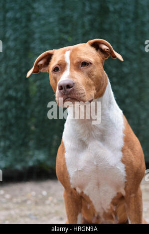 portrait of a American staffordshire Stock Photo