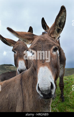 A donkey herd in Normandy, France Stock Photo