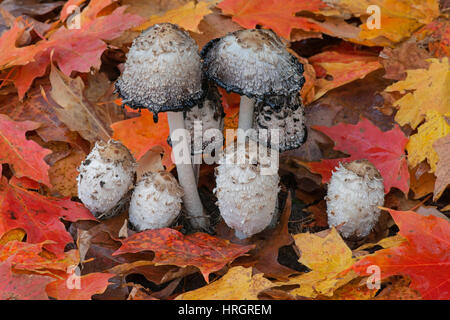 Shaggy Mane Mushrooms (Coprinus comatus) growing in Eastern Deciduous forest, Autumn, Red Maple leaves (Acer rubrum), E USA Stock Photo