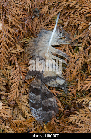 Rain drops on Owl Feather,on dead White Cedar leaves (Thuja occidentalis) E USA Stock Photo