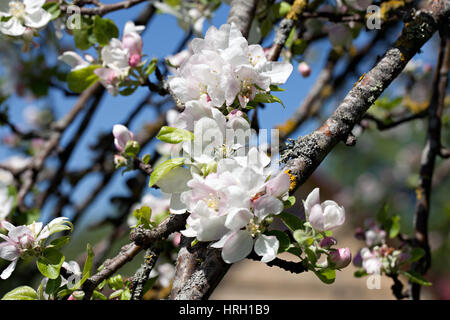 close up blooming white apple blossom flower branche, selective focus ...