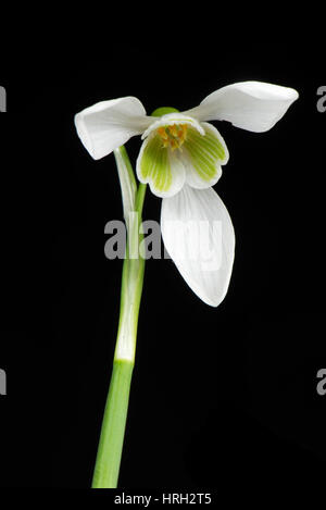 Single snowdrop, Galanthus nivalis, white and green spring flower with three outer petals and inner corolla Stock Photo