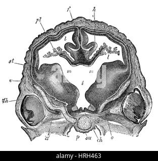 Brain of Sheep Embryo, Transverse Section Stock Photo
