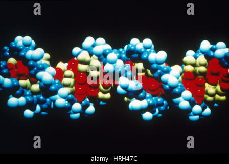 DNA Nucleic Acid Base Pairs From Left To Right Adenine Thymine Guanine ...