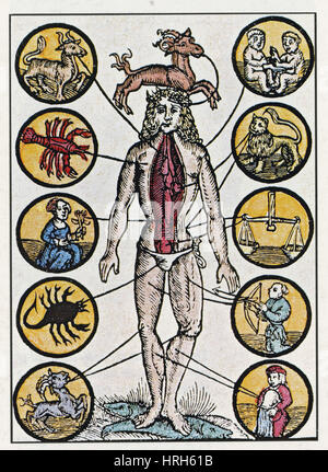 Medical Zodiac Man, 16th Century Stock Photo