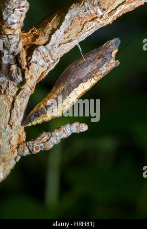 Western Tiger Swallowtail caterpillar pupating. Stock Photo