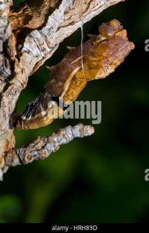 Western Tiger Swallowtail caterpillar pupating. Stock Photo