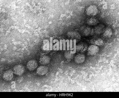 West Nile Virus, TEM Stock Photo