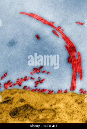 TEM of Influenza Virus Stock Photo