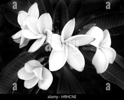 Plumeria Flower, Hawaii Stock Photo