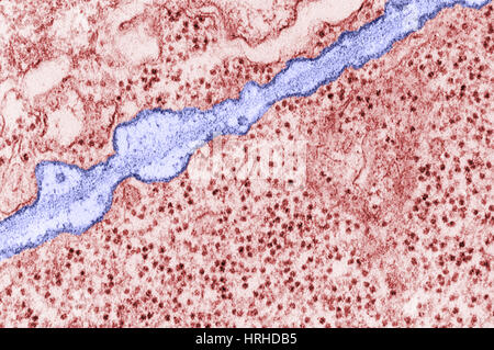 Plasma Membrane TEM Stock Photo