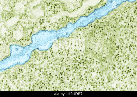 Plasma Membrane TEM Stock Photo