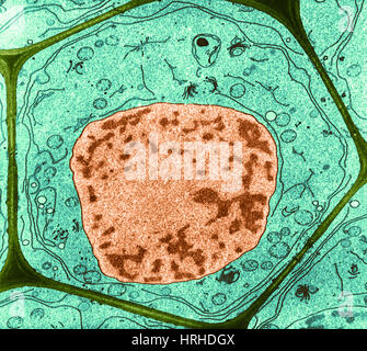 Typical plant cell Stock Photo - Alamy