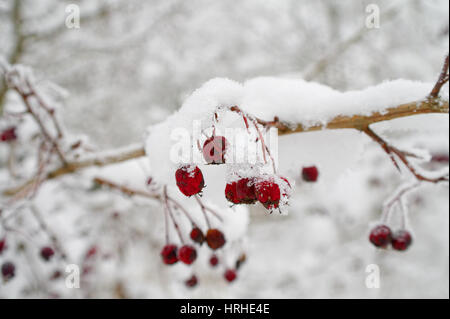 red hawthorn on the twig covered by the snow Stock Photo