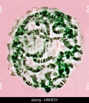 Drosophila Chromosomes; LM Stock Photo: 134990807 - Alamy