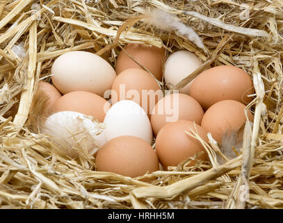 Brown and white chicken eggs in a straw nest. Stock Photo