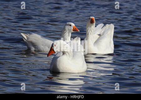 Three white geese swimming on a pond Stock Photo